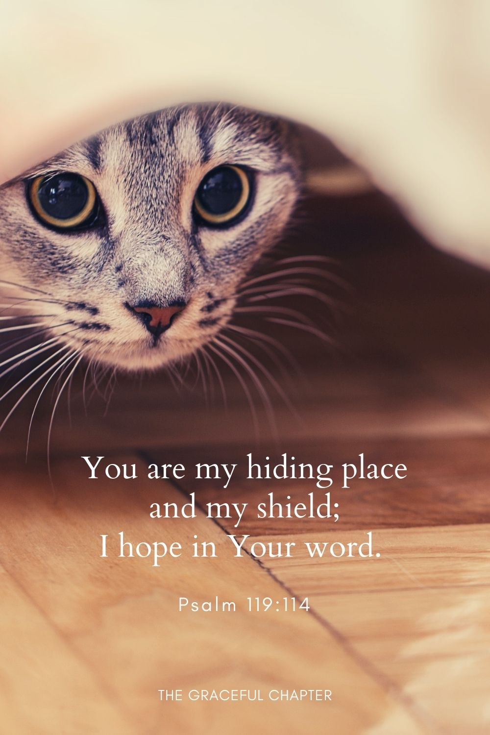 You are my hiding place and my shield; I hope in Your word.Psalm 119:114