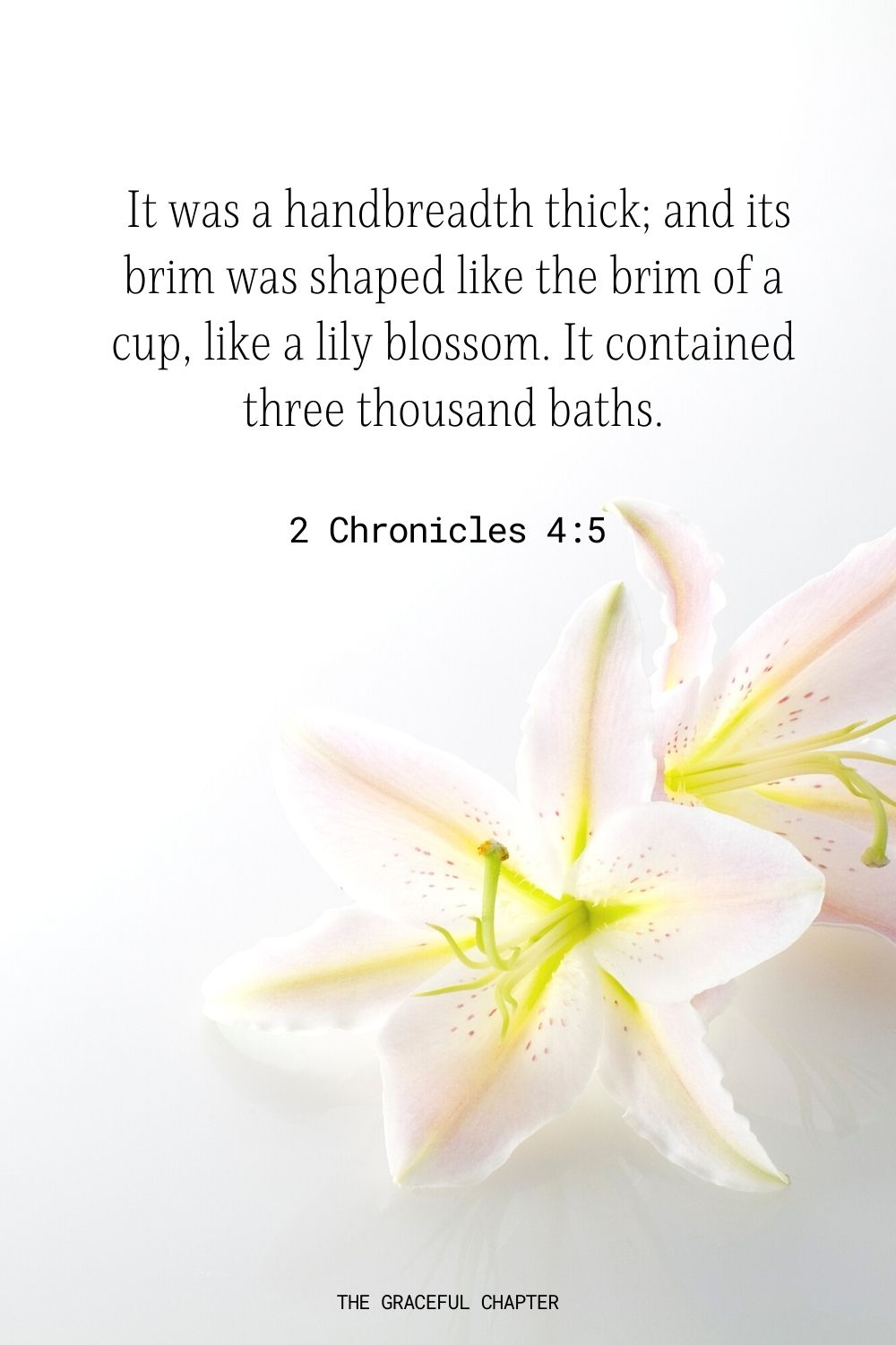  It was a handbreadth thick; and its brim was shaped like the brim of a cup, like a lily blossom. It contained three thousand baths. 2 Chronicles 4:5