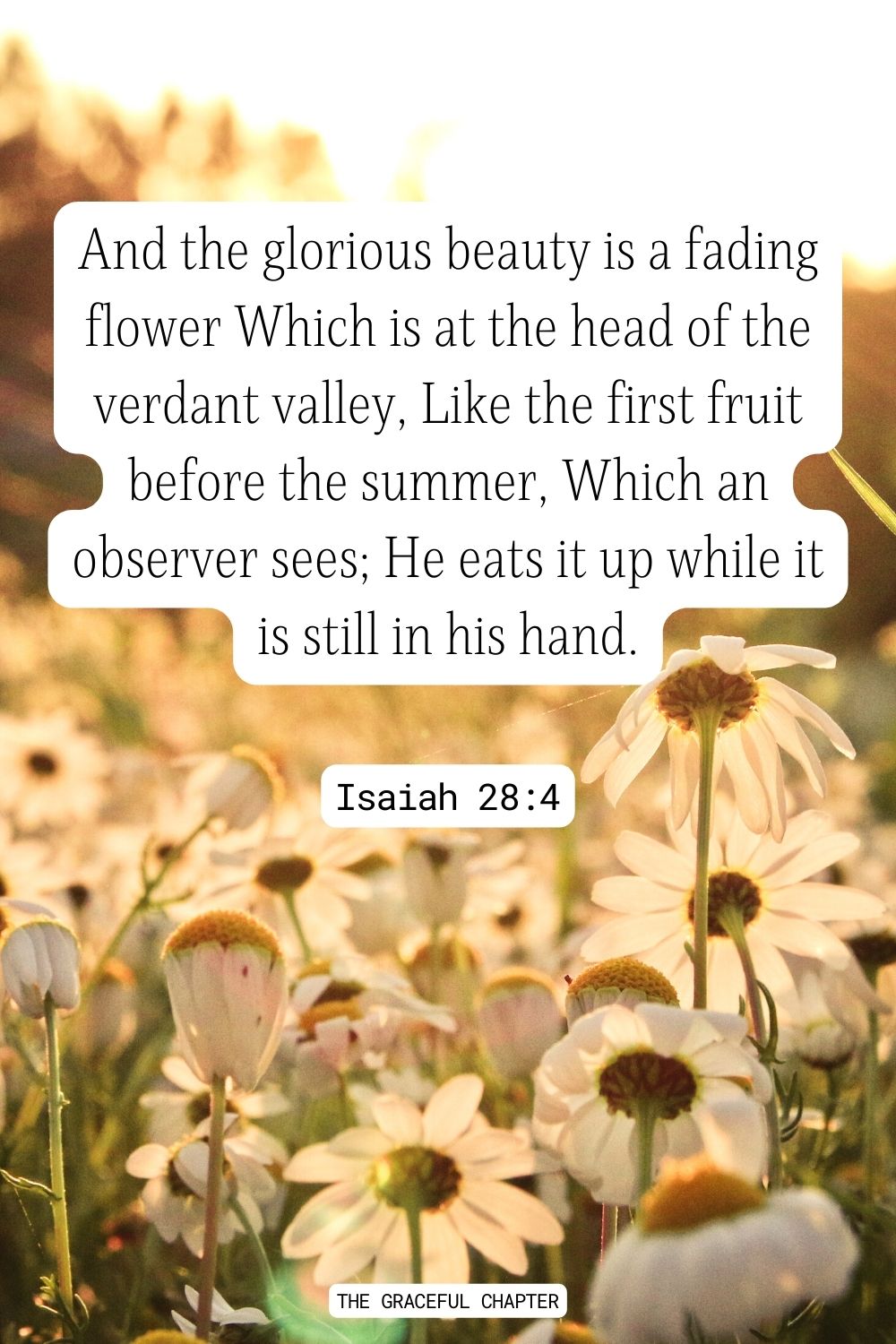 And the glorious beauty is a fading flower Which is at the head of the verdant valley, Like the first fruit before the summer, Which an observer sees; He eats it up while it is still in his hand. Isaiah 28:4