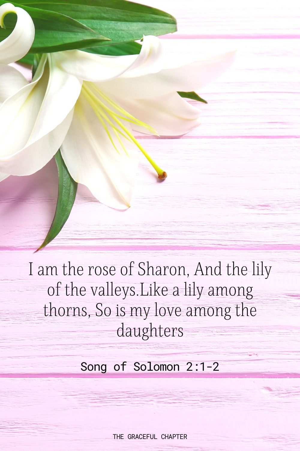 I am the rose of Sharon, And the lily of the valleys.Like a lily among thorns, So is my love among the daughters. Song of Solomon 2:1-2