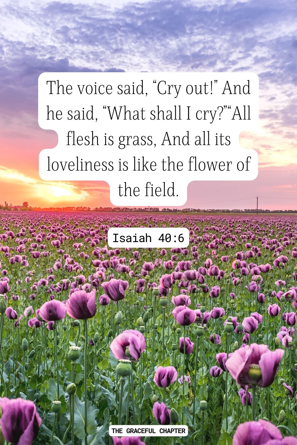 The voice said, “Cry out!” And he said, “What shall I cry? All flesh is grass, And all its loveliness is like the flower of the field. Isaiah 40:6