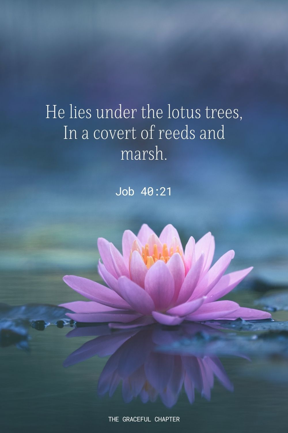 He lies under the lotus trees, In a covert of reeds and marsh. Job 40:21