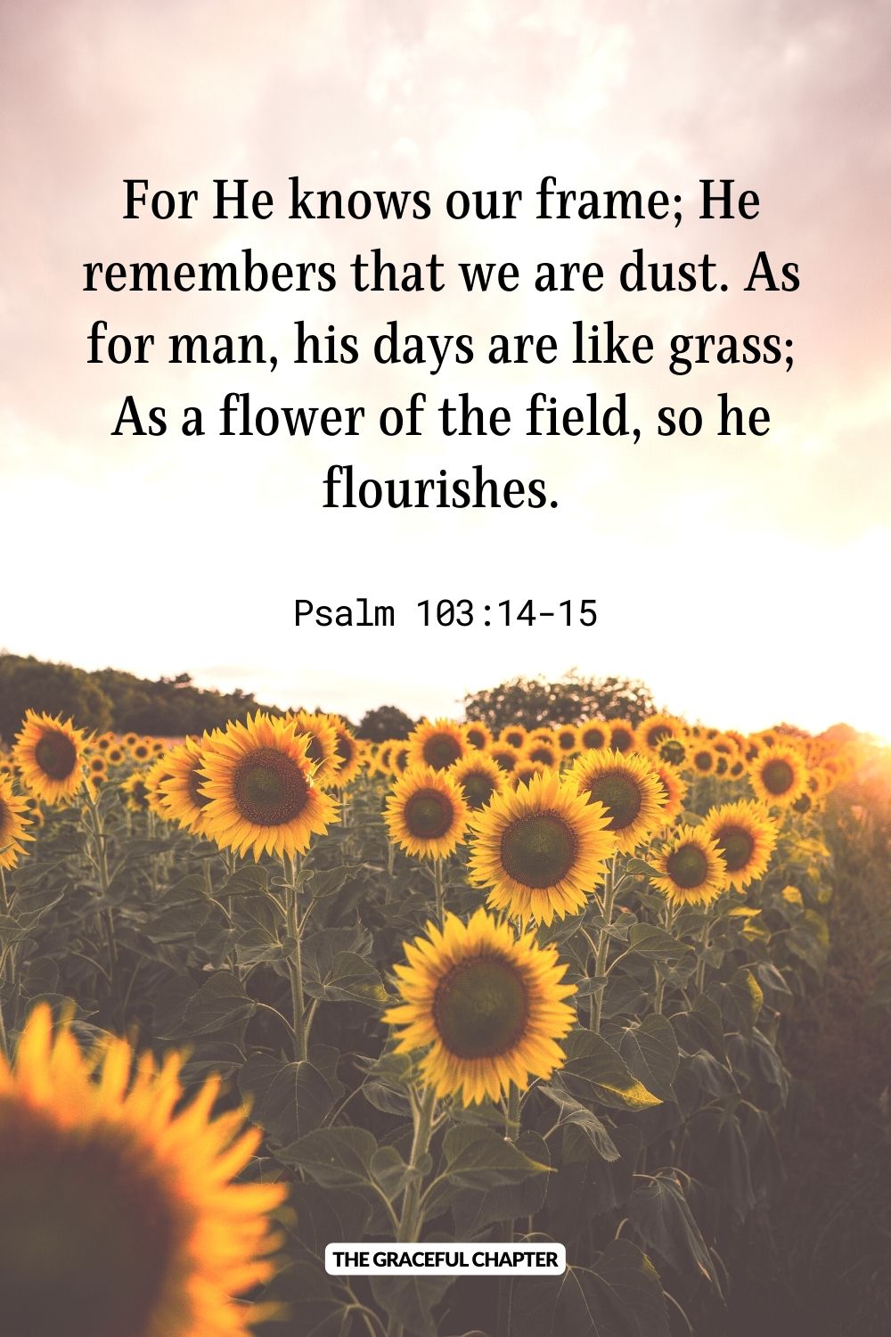 For He knows our frame; He remembers that we are dust. As for man, his days are like grass; As a flower of the field, so he flourishes. Psalm 103:14-15