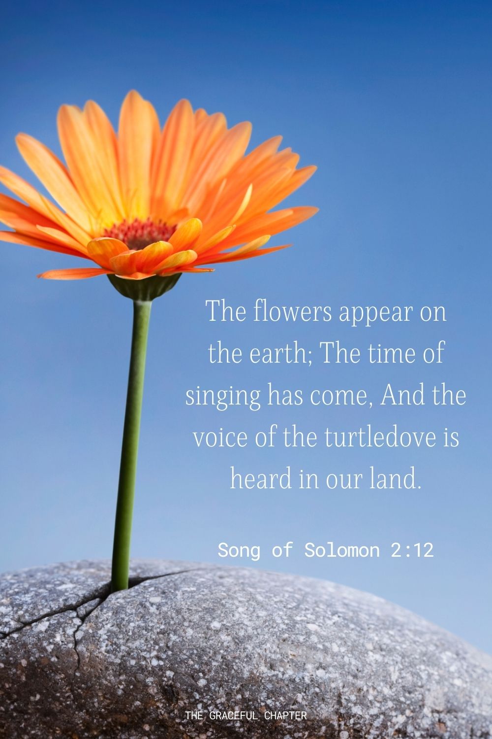 The flowers appear on the earth; The time of singing has come, And the voice of the turtledove is heard in our land. Song of Solomon 2:12